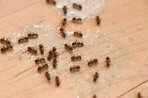 Best Ant Control Services  in Lake Erie Beach, NY